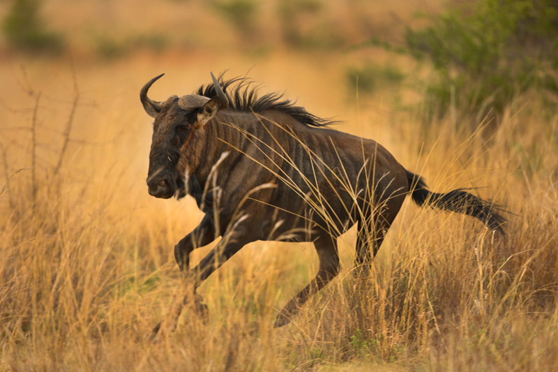 wildebeest-marakapula-kruger