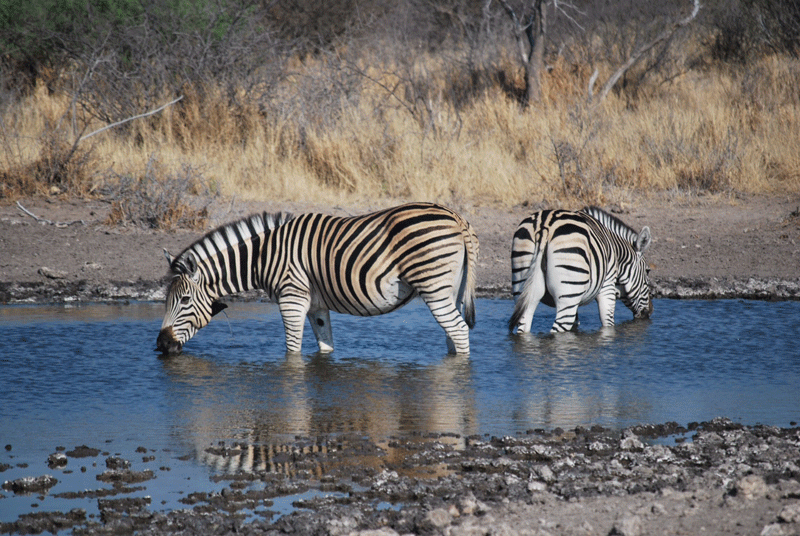zebra-haina-mikeclarke