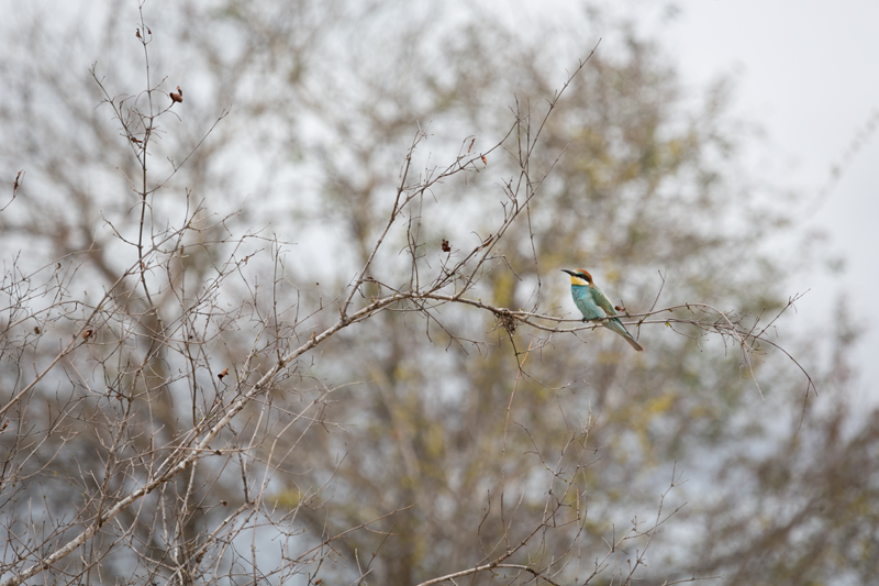The migratory birds are flocking in. Here, a European bee-eater perches on a branch in the Klaserie after a long journey from its homeland. Image by Em Gatland.