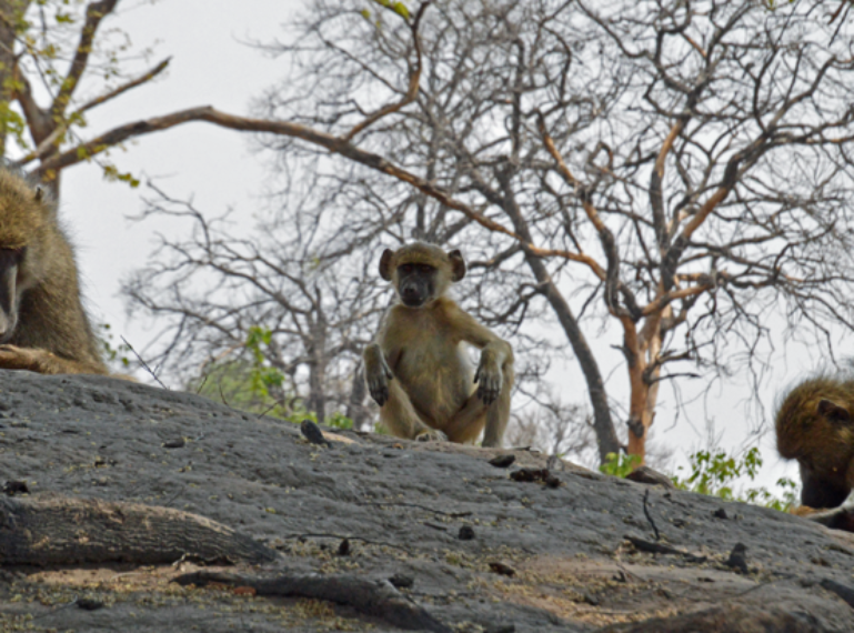 The Week in Pictures: It’s baby season in the wild!