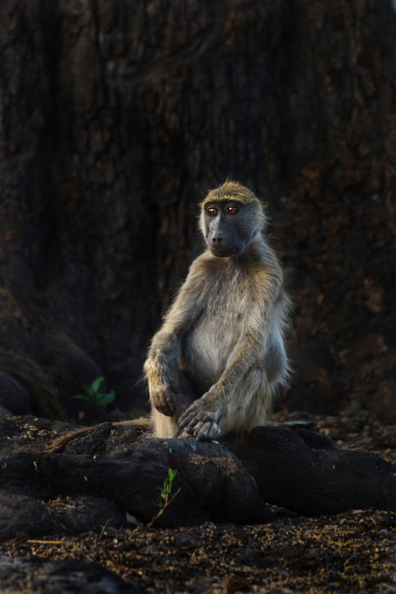 A young baboon at Camp Linyanti. Image by Kevin MacLaughlin.