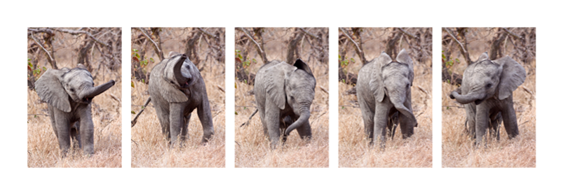 The little bundle of joy experimenting with its newly discovered trunk. Images by Jochen Van de Perre.
