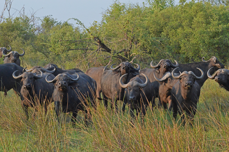 Chobe National Park's precious Linyanti swamp is home to countless buffaloes, often the lions' first choice of prey. 