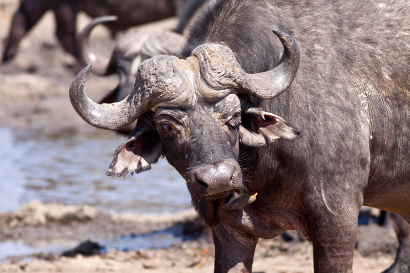 Old buffalo bull having a good old time at a mud bath near nDzuti. Image by Jochen Van de Perre.