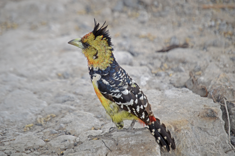 A crested barbet coming to visit at Camp Linyanti. Image by Chloe Cooper.