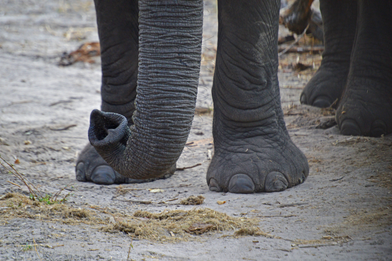 Nose and toes. An elephant encounter in the Linyanti. Image by Chloe Cooper.