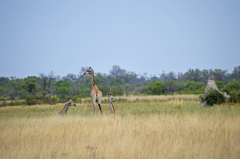 A lazy day for giraffes in the hot Okavango Delta. Image by Chloe Cooper.