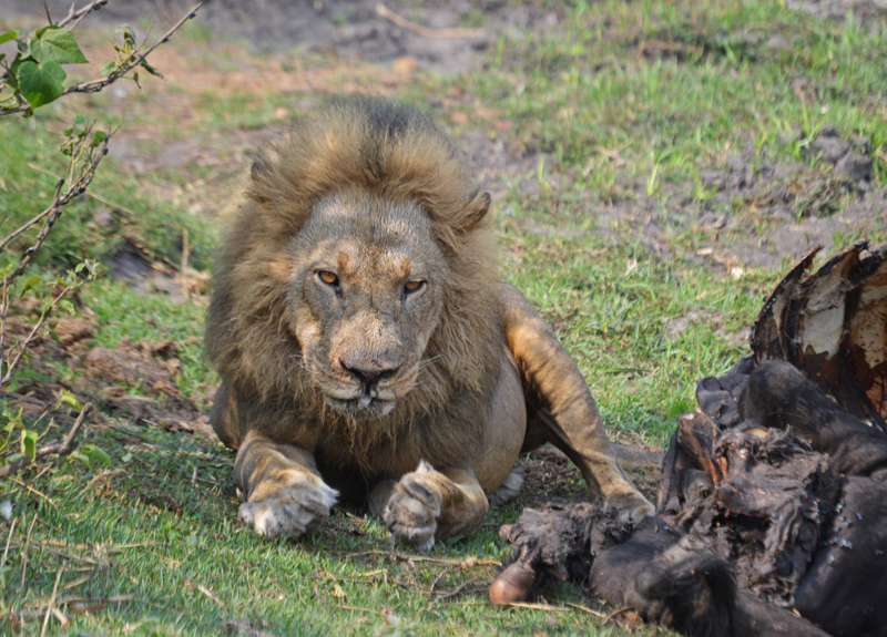 A lion and his meal on the banks of the Linyanti swamps. Image by Chloe Cooper.
