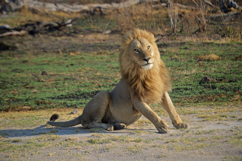 Action shot as the lion rose from the sun-drenched airstrip in search of a shady spot to rest. Image by Chloe Cooper.