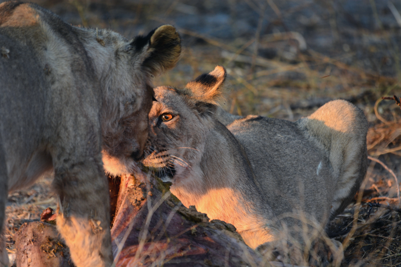 Lion cub feasting at Haina Kalahari Lodge. Image by Kevin MacLaughlin.
