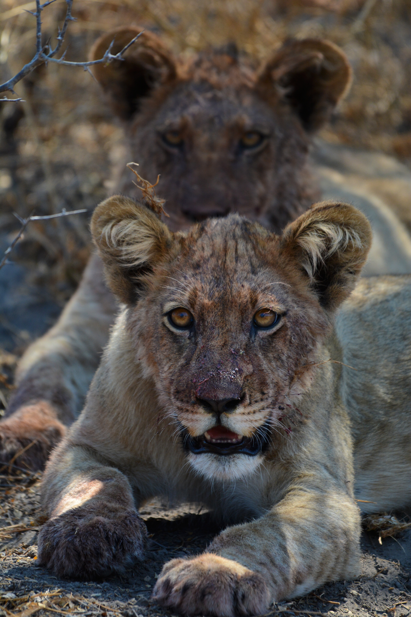 Two bloody lion cubs (out of a total of 6 at this sighting) at Haina Kalahari Lodge. Image by Kevin MacLaughlin.