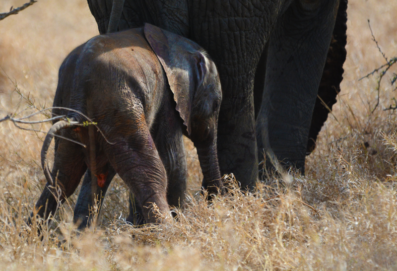 Newborn elephant struggling with its balance in the Klaserie Reserve. Image by Kevin MacLaughlin.