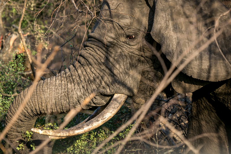 A profile of an elephant observed near nDzuti Safari Camp in the Klaserie. Image by Em Gatland.