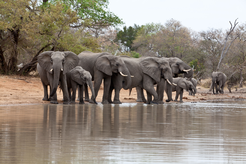 Elephants captured from the waterline. Image by Jochen Van de Perre.