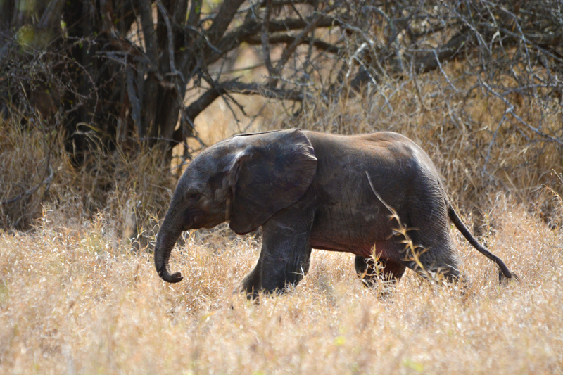 Tiny elephant calf seen around Africa on Foot and nThambo Tree Camp. Image by Kevin MacLaughlin.