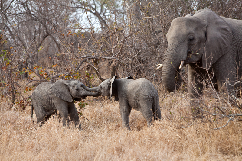 Two young elephants interacting in front of nThambo guests on game drive. Image by Jochen Van de Perre.
