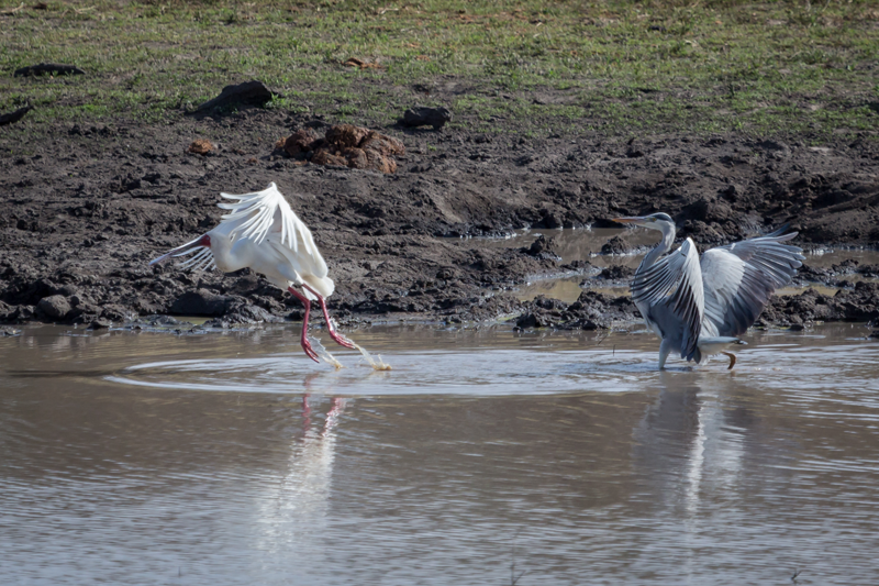 A grey heron chases an African spoonbill out of its dam. Image by Em Gatland.
