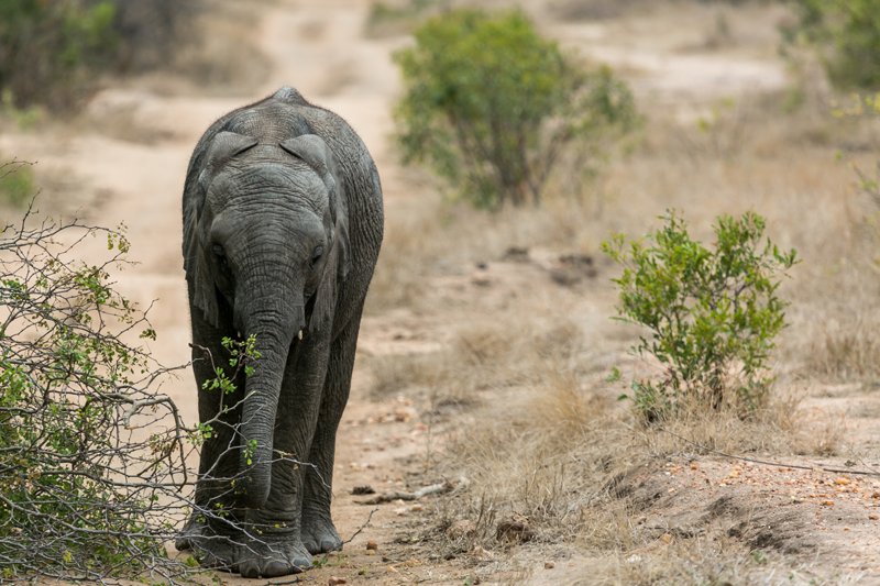 A young elephant photographed on its own by Em Gatland.