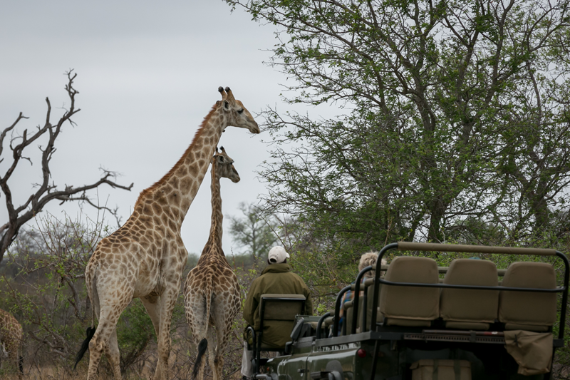 Perspective from the tracker's seat on the Africa on Foot vehicle. Image by Em Gatland.