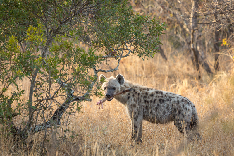 A hyena glances back before escaping with its prize from the kill. Image by Em Gatland.