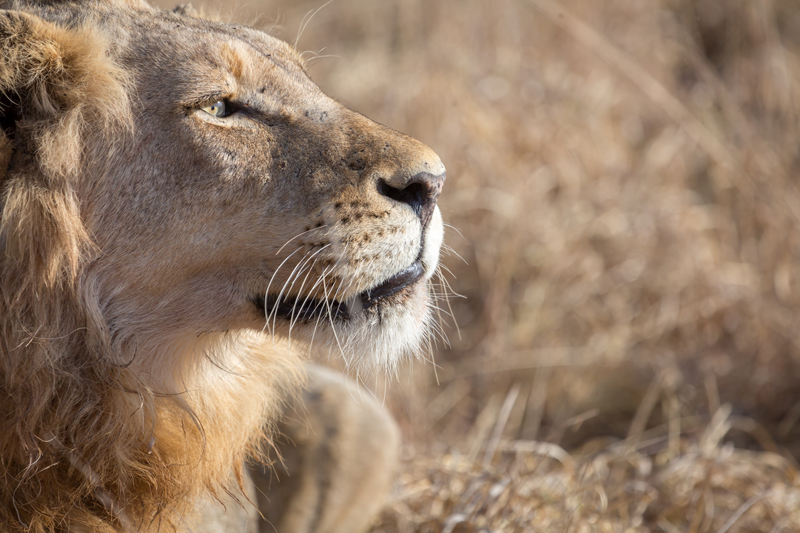 A lion looking into the sunlight. Image by Em Gatland.