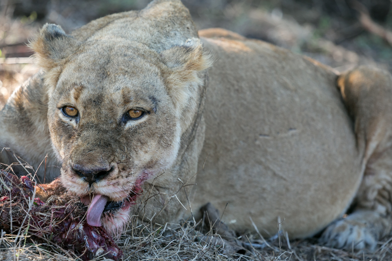 Ross Pride lioness looking more than satisfied with her impala kill. Image by Em Gatland.