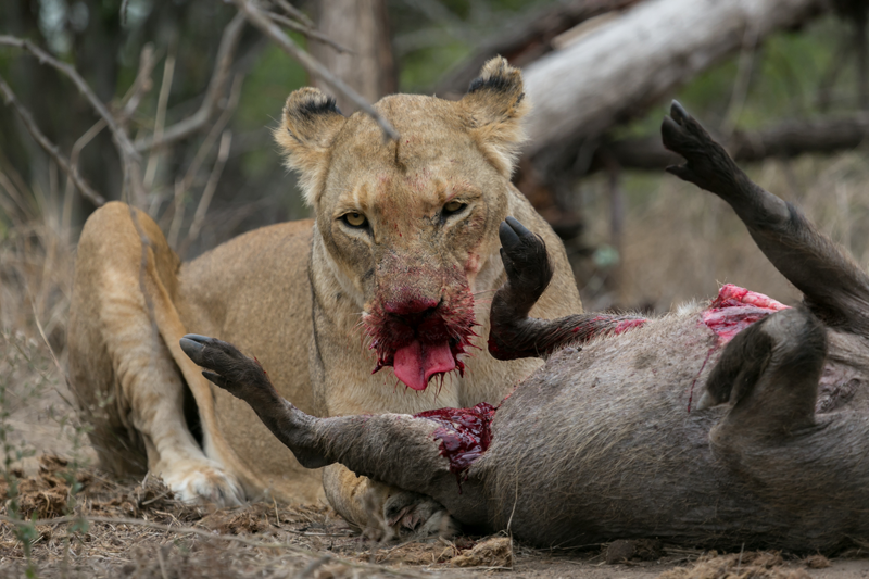 An intense image of the Ross Pride lioness and her warthog kill by Em Gatland.