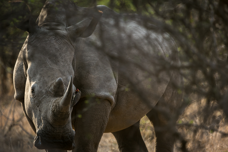 Hiding rhino and an oxpecker. Image by Em Gatland.