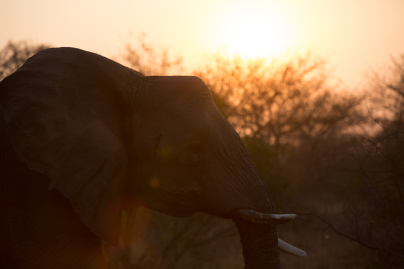 An elephant silhouette. Image by Em Gatland.