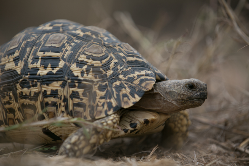 A leopard tortoise in detail. Image by Em Gatland.