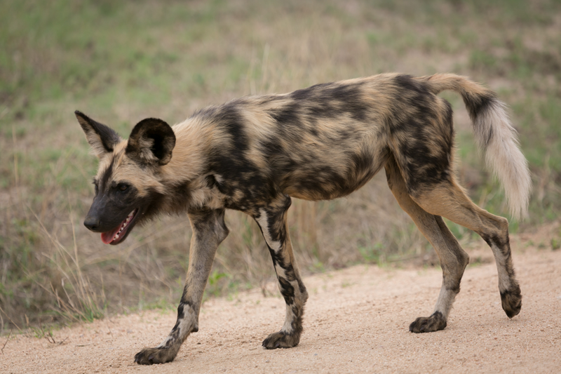 Wild dogs at Umkumbe - a guest favourite! Image by Em Gatland.