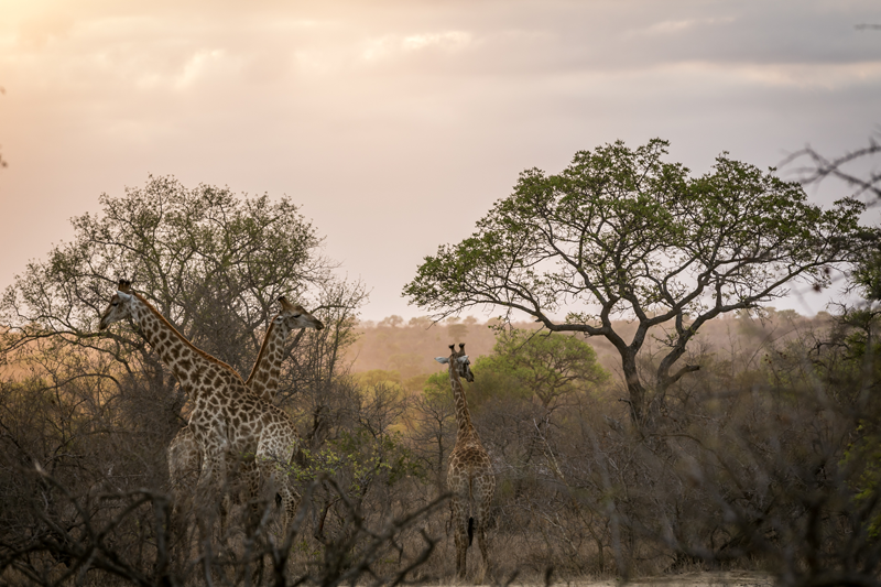 Giraffes at dusk. A beautiful picture of Africa for nDzuti's guests. Image by Em Gatland.