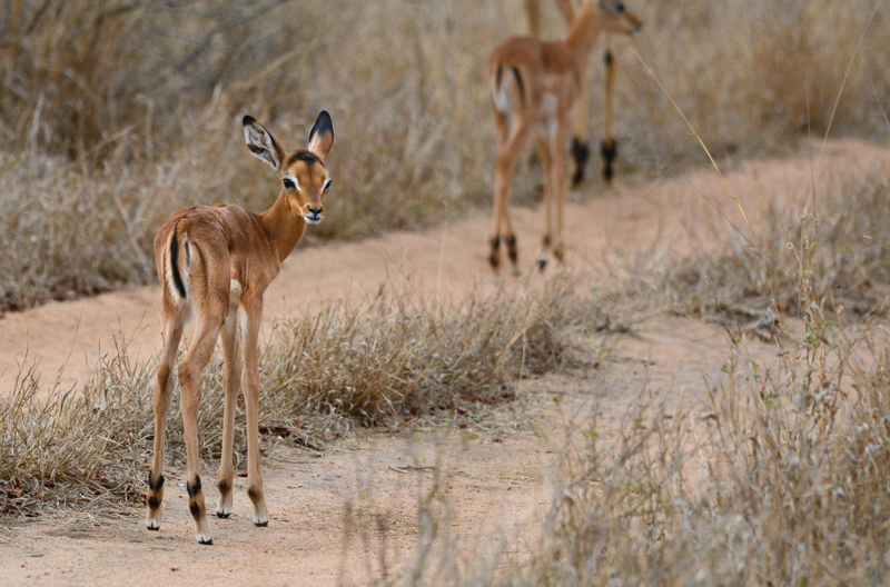 A couple of baby impalas spotted in the Klaserie Reserve. Image by Kevin MacLaughlin.