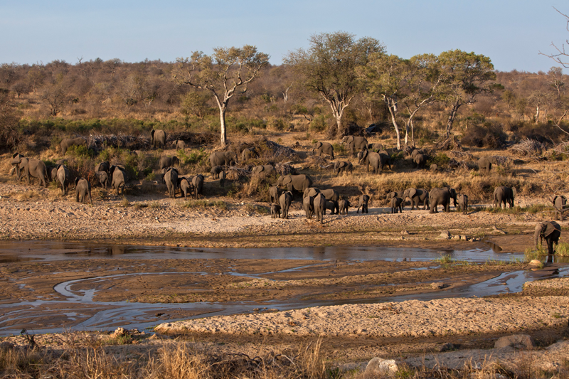 A huge herd of elephants occupy the banks of the Klaserie River near nDzuti Safari Camp. Image by Jochen Van de Perre.
