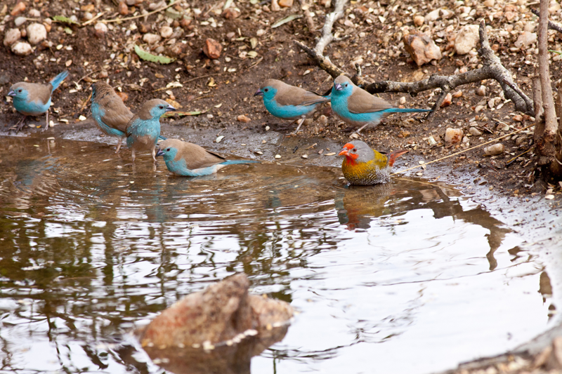 Blue waxbills and a green-winged pytilia enjoy nThambo's bird bath. Image by Jochen Van de Perre.
