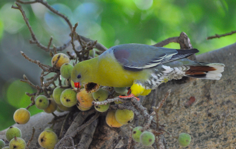 An strikingly coloured African green pigeon feasting on some wild figs. Image by Kevin MacLaughlin.