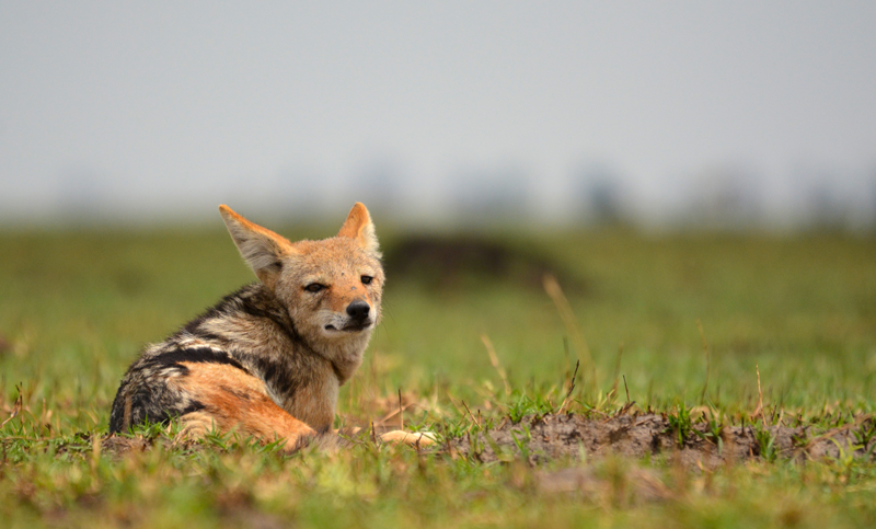 A black-backed jackal enjoying the sun in the Savute. Image by Kevin MacLaughlin.