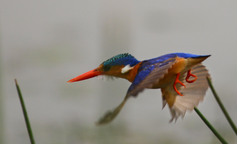 A malachite kingfisher on the move. Image by Kevin MacLaughlin.
