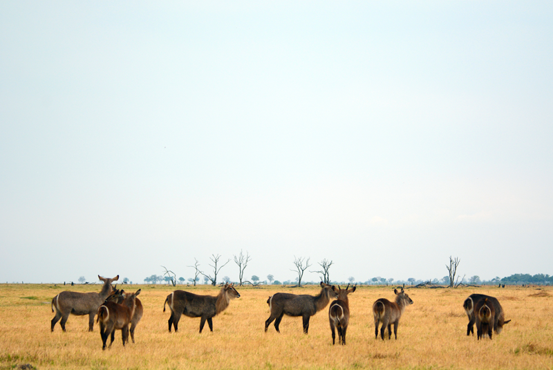 A typical Savute sight. Waterbucks on the yellow plains. Image by Kevin MacLaughlin.
