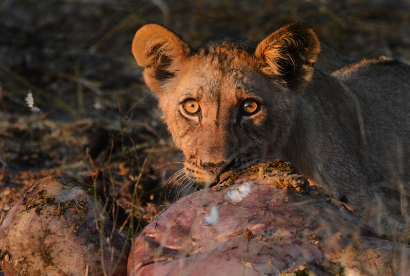 Young lion cub testing out the kudu innards that had been discarded from the favoured meat. Kevin MacLaughlin.
