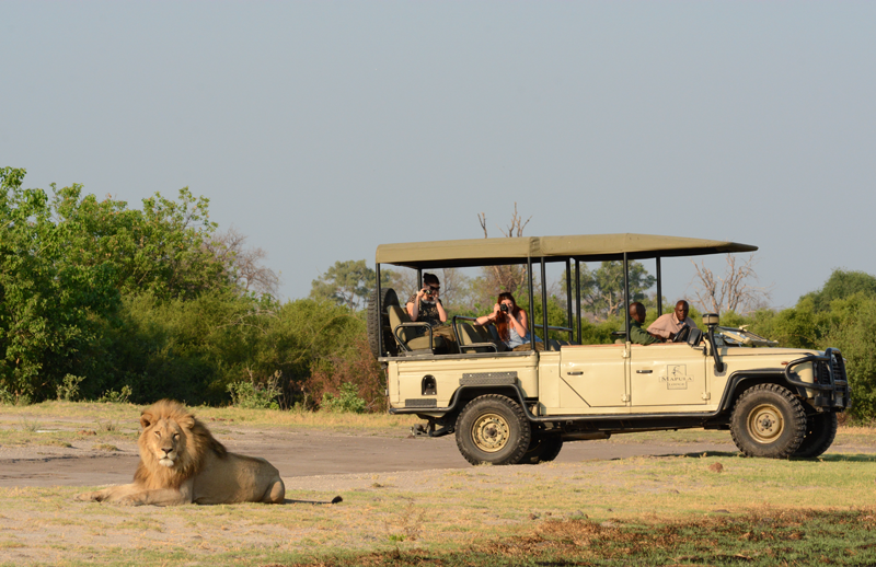 A sun-bathing lion lies confidently between Mapula's 2 game viewers on a morning game drive. Image by Kevin MacLaughlin.