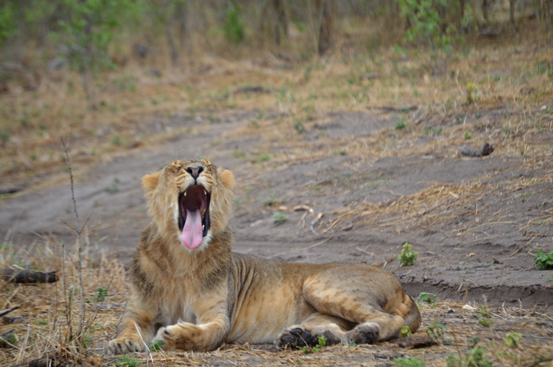 Caught mid-yawn on a lazy morning in the Savute. Image by Chloe Cooper.