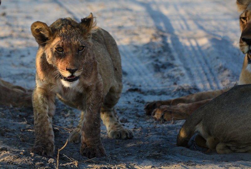 Lion cub at a kill site at Haina Kalahari Lodge. Image by Kevin MacLaughlin.