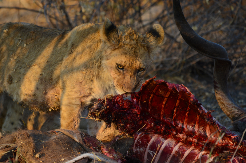 A feast for the whole family. Lion cub feeding on the ribcage of a kudu bull. Image by Kevin MacLaughlin.