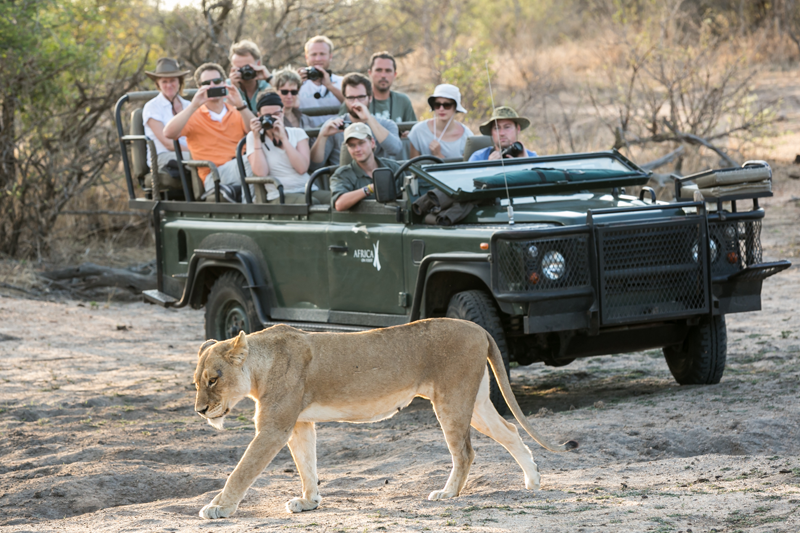 Happy guests in a full vehicle at Africa on Foot when the 2 Ross Pride females were making regular appearances this week. Image by Em Gatland.