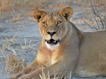 With such a diverse range of camps in various areas of pristine wilderness, its not surprising that the photography coming out of these areas each week is reliably great. The Okavango Delta, Chobe National Park, the Sabi Sand, and the Klaserie Private Nature Reserve have produced some fantastic footage lately, and photographers Em Gatland, Kevin MacLaughlin, […]