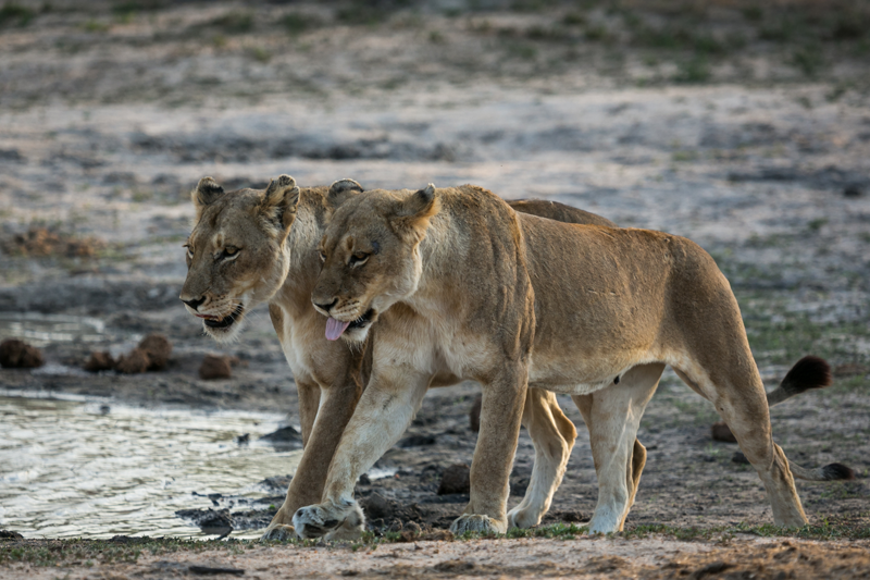 The Ross Pride's breakaway lionesses unite for a shoulder rub on game drive with nThambo Tree Camp. Image by Em Gatland.