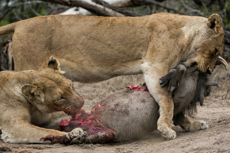 The lionesses are pro huntresses, and with tiny cubs to feed, they must remain well-fed. Image by Em Gatland.
