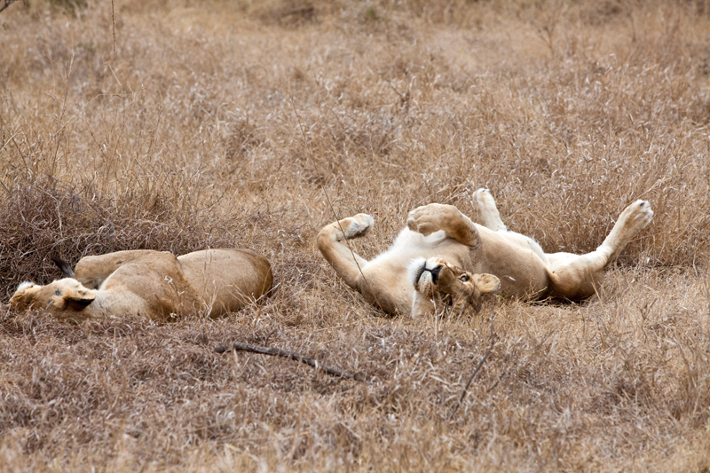 lionesses-nthambo-jochenvanderperre