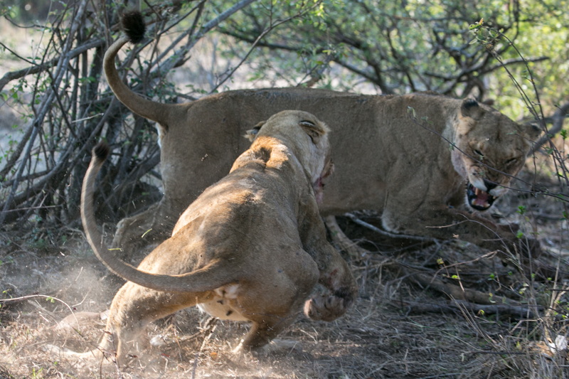 Cat fight. Ross Pride females get aggressive with one another over a meal. Image by Em Gatland.